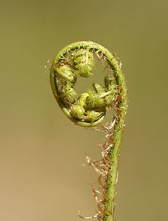 Ostrich Fern Fiddlehead - Matteuccia struthiopteris The unfurled, sterile leaves, which first appear above ground during the spring, are rolled and circular in shape. At this stage of development, they are referred to as 'fiddleheads' or 'croziers'. 

The scales (brown bits) on the ostrich fern rub off when you clean them.

Habitat: Wetland Geotagged,Matteuccia struthiopteris,Ostrich fern,Spring,United States,fern,fiddlehead