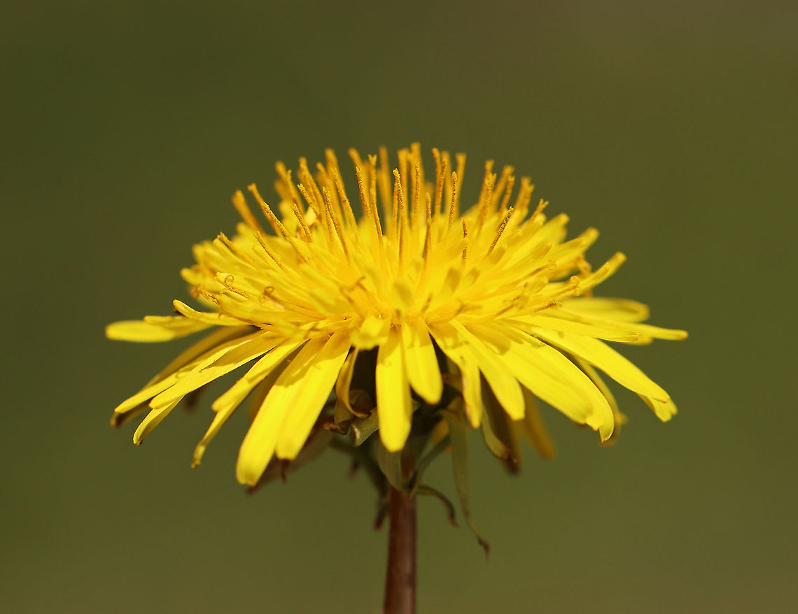 Dandelion - Taraxacum officinale I love dandelions! They are pretty, yellow flowers and deserve more respect than they receive.<br />
<br />
Fun Facts: <br />
-A couple hundred years ago (in North America), people used to pull grass out of their lawns to make space for dandelions.<br />
-Dandelion is called &#039;pissenlit&#039;, which means &#039;wet the bed&#039; because dandelion is a diuretic.<br />
<br />
Habitat: Meadow Common dandelion,Geotagged,Spring,Taraxacum,Taraxacum officinale,United States,dandelion