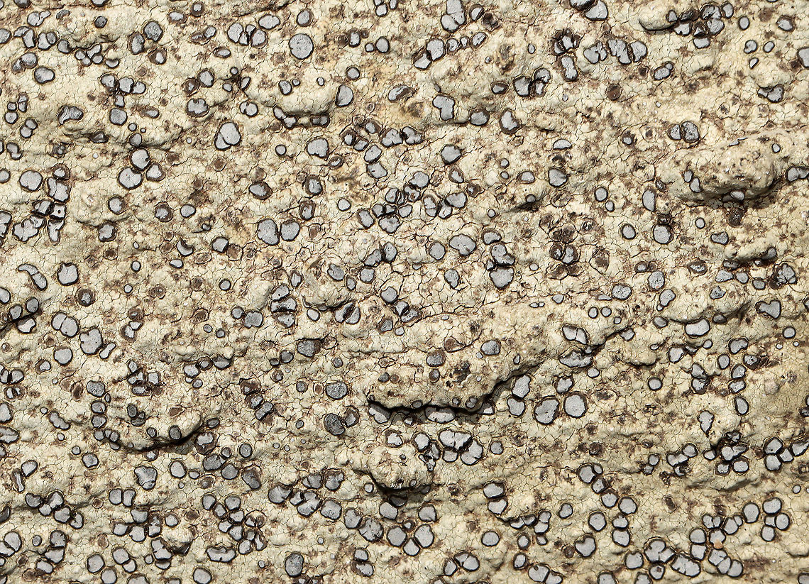 Smoky-eye Boulder Lichen - Porpidia albocaerulescens I love this species, but never really photograph the ones that aren't stunning purple/blue. So, to remedy that, I took a picture of this somewhat blah, grayish colored one.<br />
<br />
Habitat: Growing on rocks in a mixed forest. Geotagged,Porpidia albocaerulescens,Smokey-eyed Boulder Lichen,Spring,United States,lichen