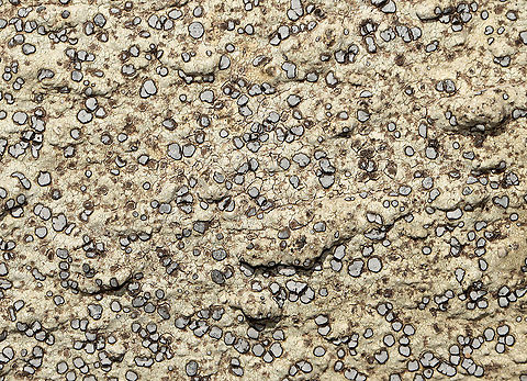 Smoky-eye Boulder Lichen - Porpidia albocaerulescens I love this species, but never really photograph the ones that aren't stunning purple/blue. So, to remedy that, I took a picture of this somewhat blah, grayish colored one.

Habitat: Growing on rocks in a mixed forest. Geotagged,Porpidia albocaerulescens,Smokey-eyed Boulder Lichen,Spring,United States,lichen