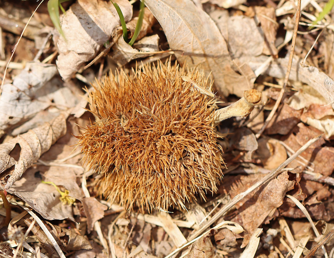 American Chestnut Burr- Castanea dentata This is an American chestnut burr. They contain three nuts, which in this case were long gone since I found this burr in spring (they fall off the tree in autumn, after the frost).<br />
<br />
Native to eastern North America, American chestnut used to be pretty common until it was devastated during the first half of the 20th century by chestnut blight. Up to 4 billion trees were destroyed as a result. It's now listed as critically endangered.<br />
<br />
Habitat: Deciduous forest American chestnut,Castanea dentata,Geotagged,Spring,United States,burr,chestnut,chestnut burr