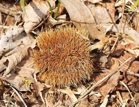American Chestnut Burr- Castanea dentata This is an American chestnut burr. They contain three nuts, which in this case were long gone since I found this burr in spring (they fall off the tree in autumn, after the frost).

Native to eastern North America, American chestnut used to be pretty common until it was devastated during the first half of the 20th century by chestnut blight. Up to 4 billion trees were destroyed as a result. It's now listed as critically endangered.

Habitat: Deciduous forest American chestnut,Castanea dentata,Geotagged,Spring,United States,burr,chestnut,chestnut burr
