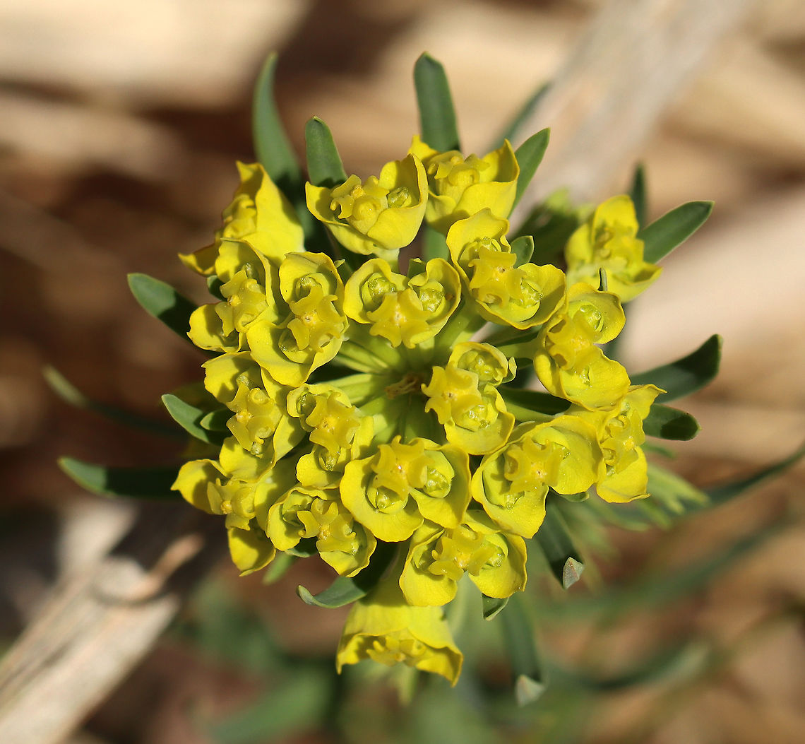 Cypress Spurge - Euphorbia cyparissias The petal-like bracts were green, and the plant had small, linear leaves. When mature, the fruit of this plant explodes, which spreads the seeds up to 16 ft.<br />
<br />
Habitat: Meadow Cypress spurge,Euphorbia,Euphorbia cyparissias,Geotagged,Spring,United States