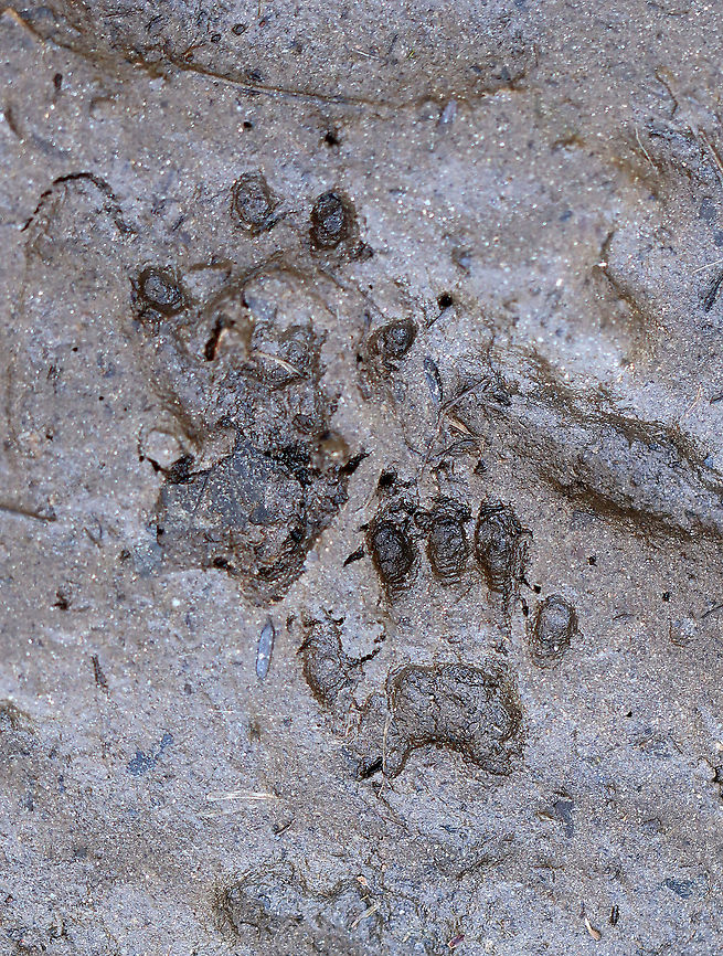 Raccoon Tracks (Procyon lotor) They were 4-6 cm long.<br />
<br />
Habitat: Floodplain Geotagged,Procyon lotor,Spring,United States,raccoon,raccoon tracks,signs of wildlife,tracks