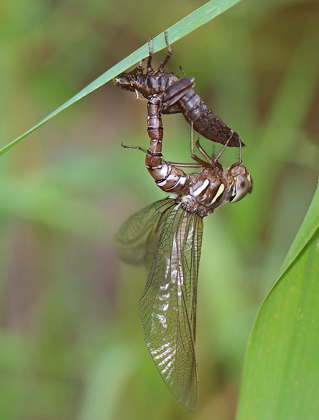 Dragonfly Adult Emerging from Nymph I spotted this dragonfly struggling to emerge from its nymphal exoskeleton this morning. This process always looks so horrifying that I feel the urge to help it along. I don't though because the struggle is important for the emergence of a healthy adult and it helps the hemolymph distribute properly.<br />
<br />
Habitat: Pondside Geotagged,Summer,United States,dragonfly