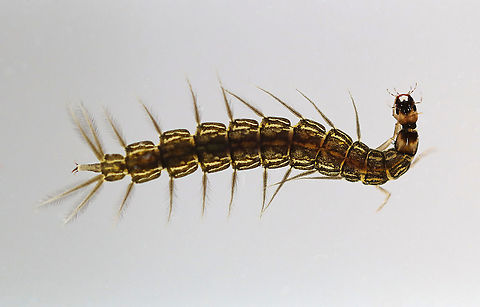 Whirligig Beetle Larva - Dinetus emarginatus These larvae are flanked with rows of feathery gills that allow them to breathe without leaving the mud at the bottom of a pond. They feed by injecting prey with poison and then sucking out the guts. 

Habitat: Caught in a woodland pond. Photographed at home in an aquarium.

**This larva is voracious! It has already eaten several other invertebrates that I brought home.
https://www.jungledragon.com/image/97139/whirligig_beetle_larva_-_dinetus_emarginatus.html
https://www.jungledragon.com/image/97138/whirligig_beetle_larva_-_dinetus_emarginatus.html Dineutus,Dineutus emarginatus,Geotagged,Gyrinidae,Summer,United States,beetle larva,larva,whirligig,whirligig larva