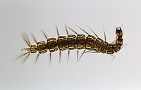 Whirligig Beetle Larva - Dinetus emarginatus These larvae are flanked with rows of feathery gills that allow them to breathe without leaving the mud at the bottom of a pond. They feed by injecting prey with poison and then sucking out the guts. <br />
<br />
Habitat: Caught in a woodland pond. Photographed at home in an aquarium.<br />
<br />
**This larva is voracious! It has already eaten several other invertebrates that I brought home.<br />
https://www.jungledragon.com/image/97139/whirligig_beetle_larva_-_dinetus_emarginatus.html<br />
https://www.jungledragon.com/image/97138/whirligig_beetle_larva_-_dinetus_emarginatus.html Dineutus,Dineutus emarginatus,Geotagged,Gyrinidae,Summer,United States,beetle larva,larva,whirligig,whirligig larva