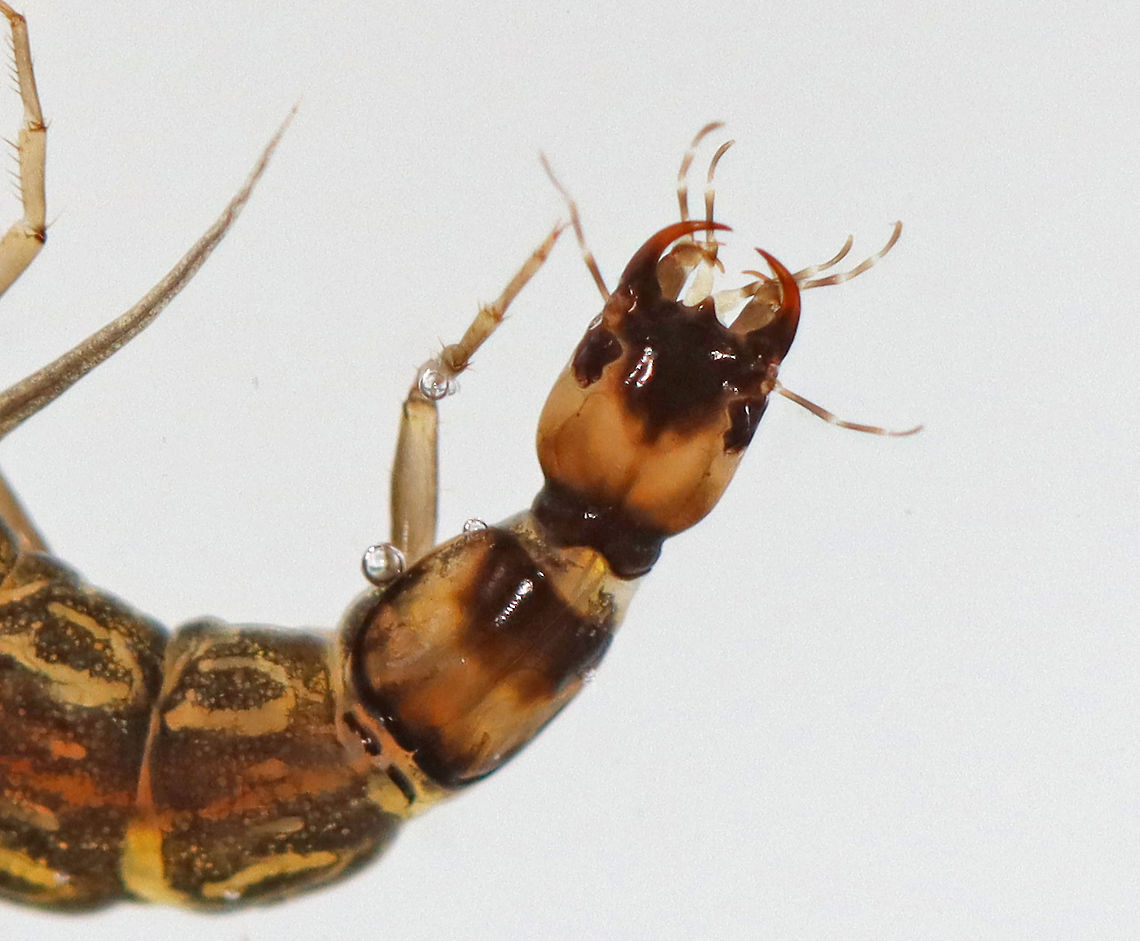 Whirligig Beetle Larva - Dinetus emarginatus These larvae are flanked with rows of feathery gills that allow them to breathe without leaving the mud at the bottom of a pond. They feed by injecting prey with poison and then sucking out the guts.<br />
<br />
Habitat: Caught in a woodland pond. Photographed at home in an aquarium.<br />
<br />
**This larva is voracious! It has already eaten several other invertebrates that I brought home.<br />
<figure class="photo"><a href="https://www.jungledragon.com/image/97137/whirligig_beetle_larva_-_dinetus_emarginatus.html" title="Whirligig Beetle Larva - Dinetus emarginatus"><img src="https://s3.amazonaws.com/media.jungledragon.com/images/3232/97137_thumb.jpg?AWSAccessKeyId=05GMT0V3GWVNE7GGM1R2&Expires=1769040010&Signature=RG49BRe8EuFctzMVDCBDcKxs%2Fto%3D" width="200" height="128" alt="Whirligig Beetle Larva - Dinetus emarginatus These larvae are flanked with rows of feathery gills that allow them to breathe without leaving the mud at the bottom of a pond. They feed by injecting prey with poison and then sucking out the guts. <br />
<br />
Habitat: Caught in a woodland pond. Photographed at home in an aquarium.<br />
<br />
**This larva is voracious! It has already eaten several other invertebrates that I brought home.<br />
https://www.jungledragon.com/image/97139/whirligig_beetle_larva_-_dinetus_emarginatus.html<br />
https://www.jungledragon.com/image/97138/whirligig_beetle_larva_-_dinetus_emarginatus.html Dineutus,Dineutus emarginatus,Geotagged,Gyrinidae,Summer,United States,beetle larva,larva,whirligig,whirligig larva" /></a></figure><br />
<figure class="photo"><a href="https://www.jungledragon.com/image/97139/whirligig_beetle_larva_-_dinetus_emarginatus.html" title="Whirligig Beetle Larva - Dinetus emarginatus"><img src="https://s3.amazonaws.com/media.jungledragon.com/images/3232/97139_thumb.jpg?AWSAccessKeyId=05GMT0V3GWVNE7GGM1R2&Expires=1769040010&Signature=wURt26gh9MbEYjUzS1X%2FvFhiPlw%3D" width="200" height="144" alt="Whirligig Beetle Larva - Dinetus emarginatus I was trying to get a photo of this really cool caddisfly larva, but this stinker started chomping on it before I could get any good photos. <br />
<br />
These larvae are flanked with rows of feathery gills that allow them to breathe without leaving the mud at the bottom of a pond. They feed by injecting prey with poison and then sucking out the guts.<br />
<br />
Habitat: Caught in a woodland pond. Photographed at home in an aquarium.<br />
<br />
**This larva is voracious! It has already eaten several other invertebrates that I brought home.<br />
<br />
https://www.jungledragon.com/image/97137/whirligig_beetle_larva_-_dinetus_emarginatus.html<br />
https://www.jungledragon.com/image/97138/whirligig_beetle_larva_-_dinetus_emarginatus.html Dineutus emarginatus,Geotagged,Summer,United States" /></a></figure> Dineutus emarginatus,Geotagged,Summer,United States