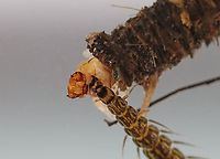 Whirligig Beetle Larva - Dinetus emarginatus I was trying to get a photo of this really cool caddisfly larva, but this stinker started chomping on it before I could get any good photos. <br />
<br />
These larvae are flanked with rows of feathery gills that allow them to breathe without leaving the mud at the bottom of a pond. They feed by injecting prey with poison and then sucking out the guts.<br />
<br />
Habitat: Caught in a woodland pond. Photographed at home in an aquarium.<br />
<br />
**This larva is voracious! It has already eaten several other invertebrates that I brought home.<br />
<br />
https://www.jungledragon.com/image/97137/whirligig_beetle_larva_-_dinetus_emarginatus.html<br />
https://www.jungledragon.com/image/97138/whirligig_beetle_larva_-_dinetus_emarginatus.html Dineutus emarginatus,Geotagged,Summer,United States