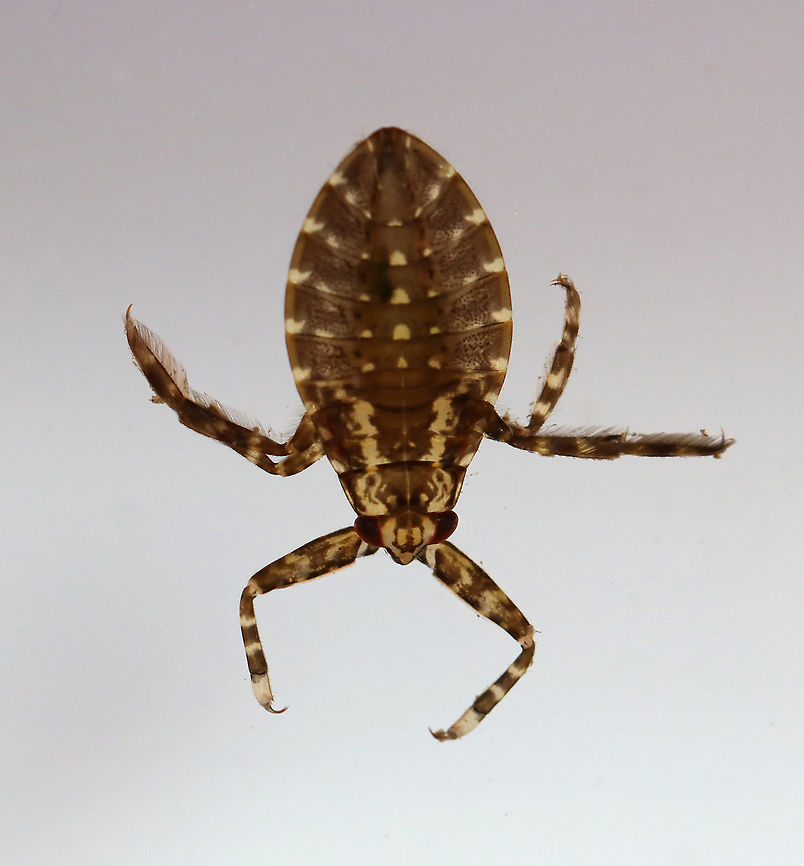 Giant Water Bug - Belostomatidae I&#039;m not too sure who this is yet.<br />
<br />
Habitat: Woodland pond; captured and photographed at home. Belostomatidae,Geotagged,Summer,United States,giant water bug