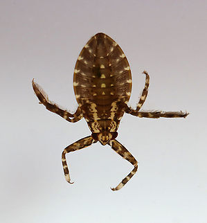 Giant Water Bug - Belostomatidae I'm not too sure who this is yet.

Habitat: Woodland pond; captured and photographed at home. Belostomatidae,Geotagged,Summer,United States,giant water bug