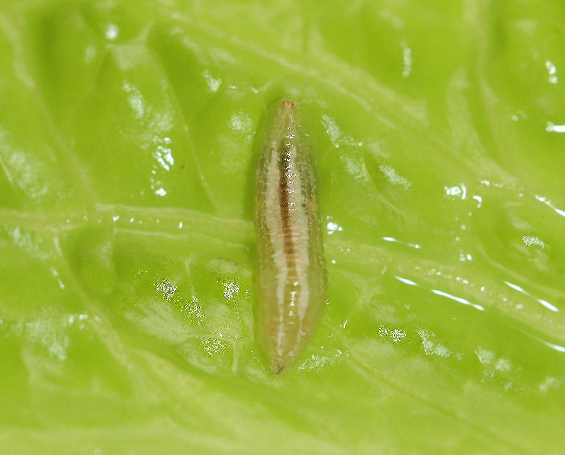 Syrphid Larva Eating organic vegetables is obviously healthy and good for the environment. But, I love getting organic produce because it often has insects on it! I found this syrphid larva on some organic green leaf lettuce yesterday! I kept it and hope it pupates.<br />
<br />
Syrphid larvae eat decaying vegetation, aphids, wood, etc. depending on the species.  There were no aphids on this lettuce, so I'm hoping it will just eat the lettuce.<br />
<br />
<section class="video"><iframe width="448" height="252" src="https://player.vimeo.com/video/435152637?title=0&byline=0&portrait=0" frameborder="0"></iframe></section> Geotagged,Summer,Syrphid larva,Syrphidae,United States,fly larva,larva