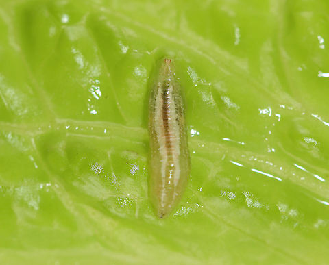 Syrphid Larva Eating organic vegetables is obviously healthy and good for the environment. But, I love getting organic produce because it often has insects on it! I found this syrphid larva on some organic green leaf lettuce yesterday! I kept it and hope it pupates.
Syrphid larvae eat decaying vegetation, aphids, wood, etc. depending on the species.  There were no aphids on this lettuce, so I'm hoping it will just eat the lettuce.
https://vimeo.com/435152637 Geotagged,Summer,Syrphid larva,Syrphidae,United States,fly larva,larva