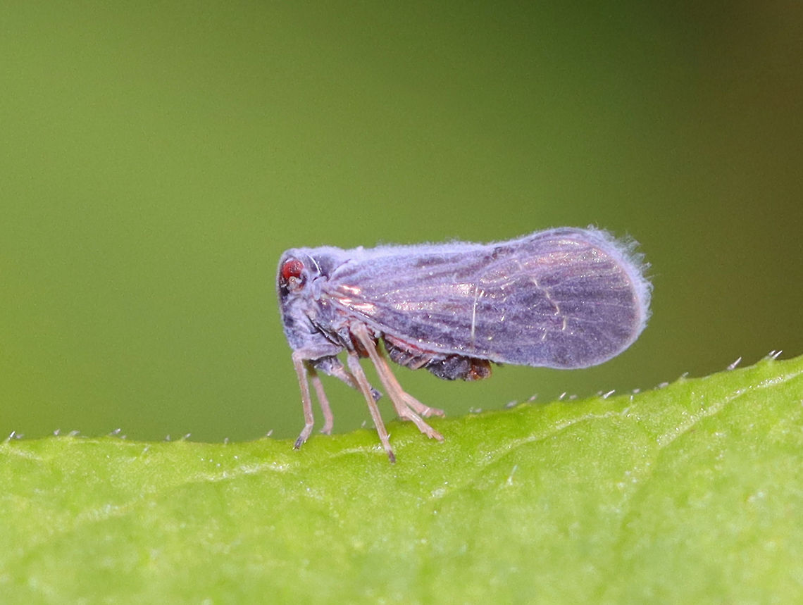 Cedusa mallochi This tiny hopper was blue and fuzzy!<br />
<br />
Habitat: Garden Cedusa,Cedusa mallochi,Derbidae,Geotagged,Summer,United States,planthopper