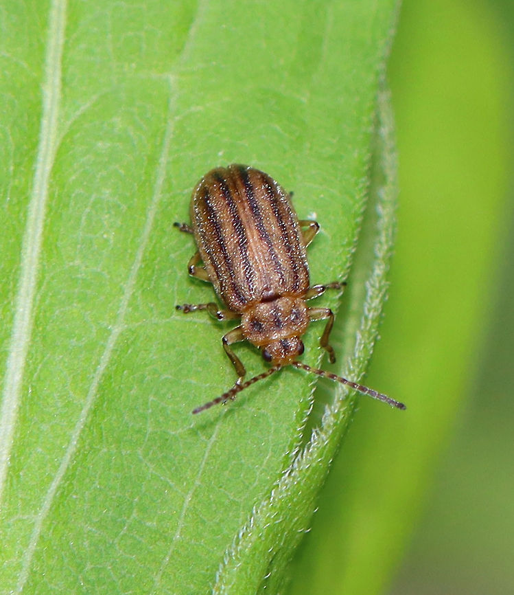 Ragweed Leaf Beetle - Ophraella communa Habitat: Meadow Geotagged,Ophraella,Ophraella communa,Summer,United States,beetle,ragweed leaf beetle