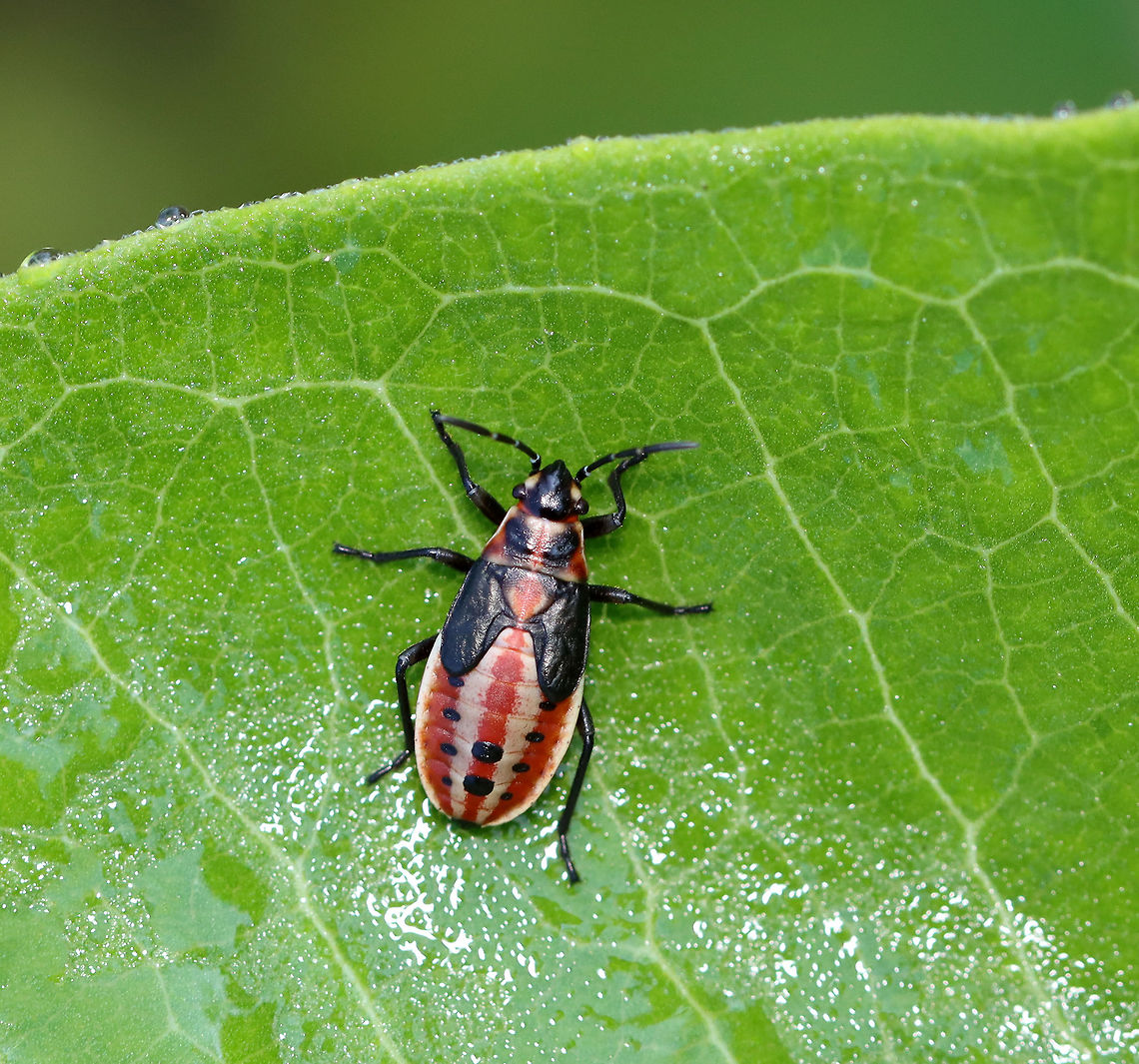 Small Milkweed Bug - Lygaeus kalmii Isn't this nymph adorable?! It looked like it was wearing a leather vest and striped shirt.<br />
<br />
Habitat: On milkweed in a meadow Geotagged,Lygaeidae,Lygaeus,Lygaeus kalmii,Small milkweed bug,Summer,United States,bug,milkweed bug,seed bug