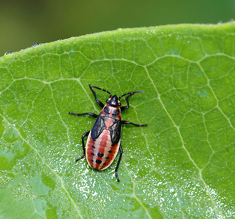 Small Milkweed Bug - Lygaeus kalmii Isn't this nymph adorable?! It looked like it was wearing a leather vest and striped shirt.

Habitat: On milkweed in a meadow Geotagged,Lygaeidae,Lygaeus,Lygaeus kalmii,Small milkweed bug,Summer,United States,bug,milkweed bug,seed bug