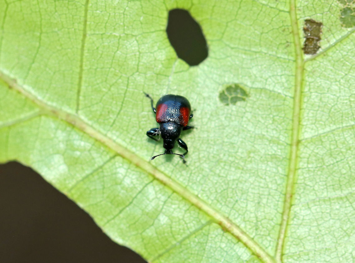 Oak Leafrolling Weevil - Synolabus bipustulatus ~4 mm long. <br />
<br />
Habitat: On oak<br />
<figure class="photo"><a href="https://www.jungledragon.com/image/97378/oak_leafrolling_weevil_-_synolabus_bipustulatus.html" title="Oak Leafrolling Weevil - Synolabus bipustulatus"><img src="https://s3.amazonaws.com/media.jungledragon.com/images/3232/97378_thumb.jpg?AWSAccessKeyId=05GMT0V3GWVNE7GGM1R2&Expires=1759968010&Signature=ETznsyBmKiVxOoYxrSPdlqxpxjU%3D" width="200" height="150" alt="Oak Leafrolling Weevil - Synolabus bipustulatus ~4 mm long.<br />
<br />
Habitat: On oak<br />
https://www.jungledragon.com/image/97375/oak_leafrolling_weevil_-_synolabus_bipustulatus.html<br />
<br />
 Geotagged,Oak Leafrolling Weevil,Summer,Synolabus bipustulatus,United States" /></a></figure> Geotagged,Summer,Synolabus,Synolabus bipustulatus,United States,beetle,oak leafrolling weevil,weevil