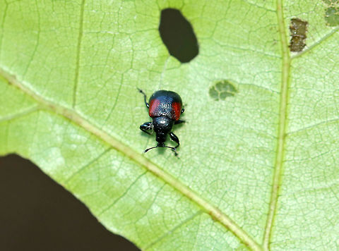 Oak Leafrolling Weevil - Synolabus bipustulatus ~4 mm long. 

Habitat: On oak
https://www.jungledragon.com/image/97378/oak_leafrolling_weevil_-_synolabus_bipustulatus.html Geotagged,Summer,Synolabus,Synolabus bipustulatus,United States,beetle,oak leafrolling weevil,weevil