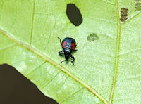 Oak Leafrolling Weevil - Synolabus bipustulatus ~4 mm long. <br />
<br />
Habitat: On oak<br />
https://www.jungledragon.com/image/97378/oak_leafrolling_weevil_-_synolabus_bipustulatus.html Geotagged,Summer,Synolabus,Synolabus bipustulatus,United States,beetle,oak leafrolling weevil,weevil