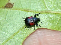 Oak Leafrolling Weevil - Synolabus bipustulatus ~4 mm long.<br />
<br />
Habitat: On oak<br />
https://www.jungledragon.com/image/97375/oak_leafrolling_weevil_-_synolabus_bipustulatus.html<br />
<br />
Geotagged,Oak Leafrolling Weevil,Summer,Synolabus bipustulatus,United States