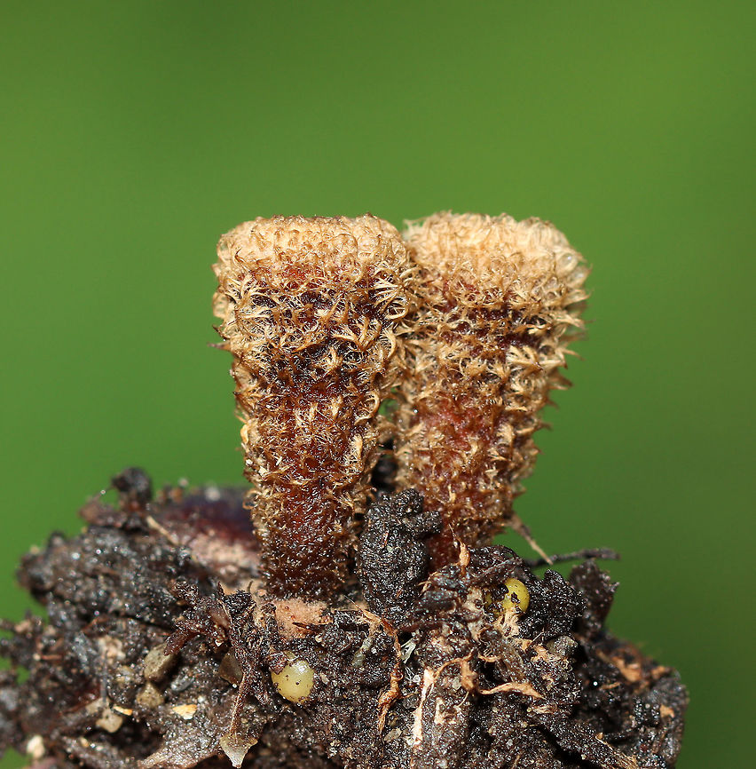 Fluted Bird's Nest Fungus - Cyathus striatus ~1 cm tall. <br />
<br />
Habitat: Growing on mulch in a garden Cyathus,Cyathus striatus,Fluted bird's nest,Geotagged,Summer,United States,fungus