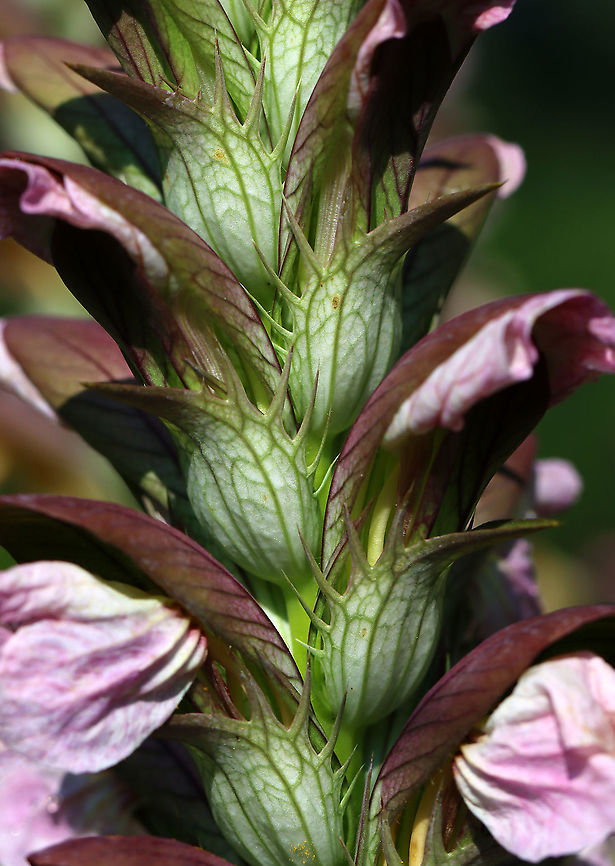 Bear's Breeches - Acanthus hungaricus/Acanthus balcanicus Habitat: Garden Acanthus,Acanthus balcanicus,Geotagged,Summer,United States