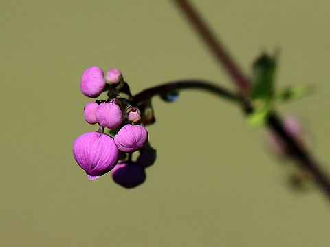 Chinese Meadow-rue - Thalictrum delavayi These plants grow in tall, dense clumps. They have medium green, compound leaves and small, lavender flowers with yellow stamens.

Habitat: Garden
https://www.jungledragon.com/image/97384/chinese_meadow-rue_-_thalictrum_delavayi.html Chinese Meadow-rue,Geotagged,Summer,Thalictrum,Thalictrum delavayi,United States