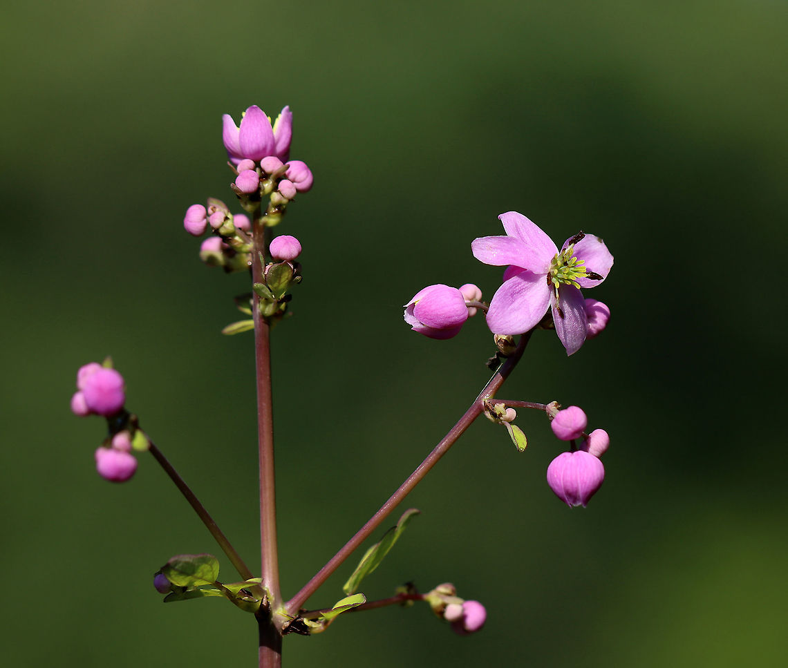 Chinese Meadow-rue - Thalictrum delavayi These plants grow in tall, dense clumps. They have medium green, compound leaves and small, lavender flowers with yellow stamens.<br />
<br />
Habitat: Garden<br />
<figure class="photo"><a href="https://www.jungledragon.com/image/97383/chinese_meadow-rue_-_thalictrum_delavayi.html" title="Chinese Meadow-rue - Thalictrum delavayi"><img src="https://s3.amazonaws.com/media.jungledragon.com/images/3232/97383_thumb.jpg?AWSAccessKeyId=05GMT0V3GWVNE7GGM1R2&Expires=1759968010&Signature=2KIeoZOM7QeXtLUA6kqmwqdeTOE%3D" width="200" height="150" alt="Chinese Meadow-rue - Thalictrum delavayi These plants grow in tall, dense clumps. They have medium green, compound leaves and small, lavender flowers with yellow stamens.<br />
<br />
Habitat: Garden<br />
https://www.jungledragon.com/image/97384/chinese_meadow-rue_-_thalictrum_delavayi.html Chinese Meadow-rue,Geotagged,Summer,Thalictrum,Thalictrum delavayi,United States" /></a></figure> Chinese Meadow-rue,Geotagged,Summer,Thalictrum delavayi,United States