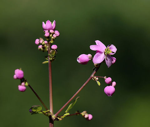 Chinese Meadow-rue - Thalictrum delavayi These plants grow in tall, dense clumps. They have medium green, compound leaves and small, lavender flowers with yellow stamens.

Habitat: Garden
https://www.jungledragon.com/image/97383/chinese_meadow-rue_-_thalictrum_delavayi.html Chinese Meadow-rue,Geotagged,Summer,Thalictrum delavayi,United States