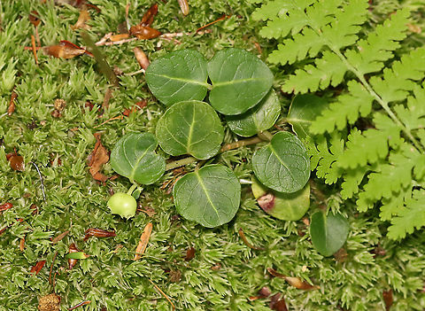 Partridge Berry - Mitchella repens The berries start out green, but turn red when ripe.  

Each berry has two dimples because each berry grows from two flowers...Both flowers must be pollinated in order to develop a single red berry. So, each berry is the result of the fusion of ovaries from the pair of pollinated flowers. This results in each berry having two spots on its surface. 

These berries are edible, but pretty flavorless. They are high in vitamin C, anthocyanins, and antioxidants. 

Habitat: Mixed forest Geotagged,Mitchella,Mitchella repens,Noon kie oo nah yeah,Partridge berry,Summer,United States,partridgeberry,running fox,two-eyed berry