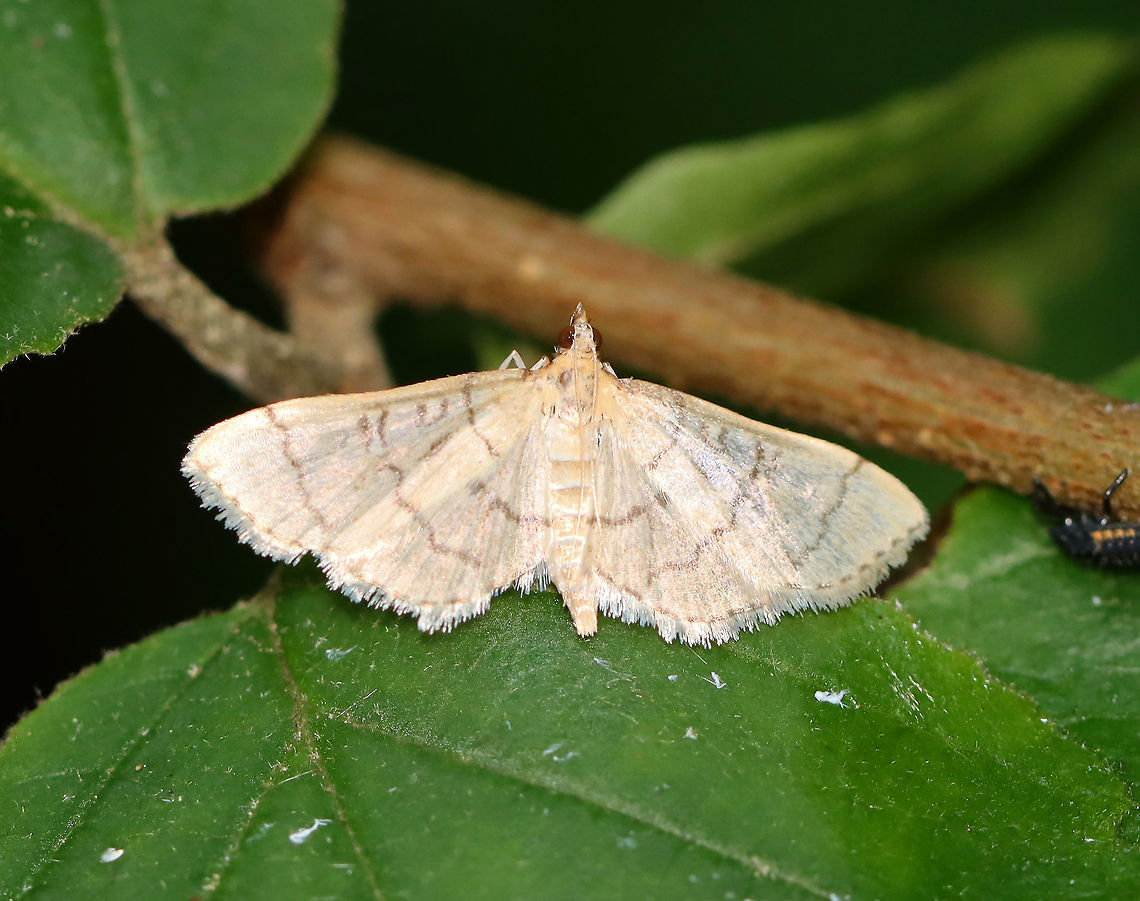 Hollow-spotted Blepharomastix - Blepharomastix ranalis The woods have been full of moths lately. It&#039;s difficult to get photos of them though as they rarely stay still. <br />
<br />
Habitat: Mixed forest<br />
<br />
Note the photobomber on the right -- a ladybug larva was passing through when I took this photo. Blepharomastix,Blepharomastix ranalis,Geotagged,Hollow-spotted Blepharomastix Moth,Summer,United States,moth