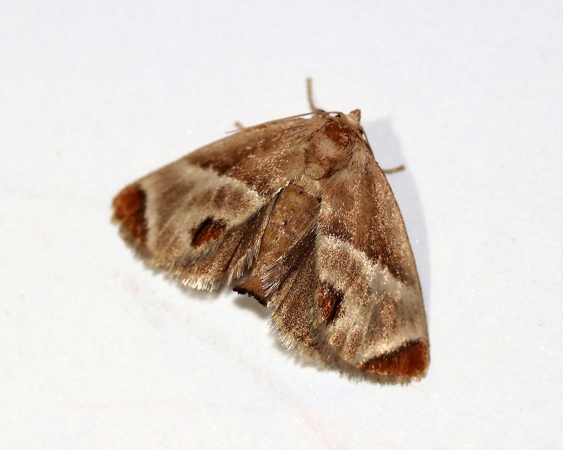 Shagreened Slug Moth - Apoda biguttata TL: ~12 mm. Brownish FW marked with white-edged chestnut patches at apex and anal angle. Hosts: Ironwood, hickory, and oak. Status: Common.<br />
<br />
Habitat: Attracted to a 395 nm LED light in a semi-rural area<br />
<br />
2020(75) Apoda,Apoda biguttata,Geotagged,Shagreened Slug Moth,Summer,United States,moth