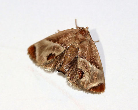 Shagreened Slug Moth - Apoda biguttata TL: ~12 mm. Brownish FW marked with white-edged chestnut patches at apex and anal angle. Hosts: Ironwood, hickory, and oak. Status: Common.

Habitat: Attracted to a 395 nm LED light in a semi-rural area

2020(75) Apoda,Apoda biguttata,Geotagged,Shagreened Slug Moth,Summer,United States,moth