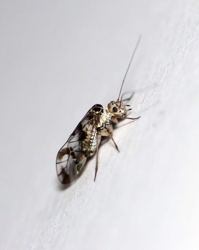 Bark Louse - Metylophorus novaescotiae Habitat: Attracted to a light in a semi-rural area Geotagged,Metylophorus,Metylophorus novaescotiae,Psocoptera,Summer,United States,bark lice,bark louse