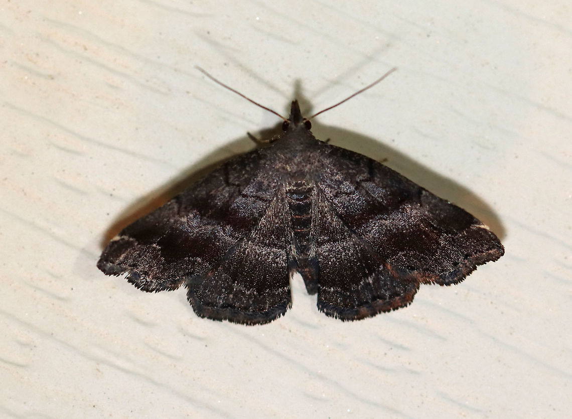 Black-banded Owlet - Phalaenostola larentioides Total length: ~10 mm. Violet-blackish forewing with wavy AM and PM lines. There are wide bands of black shading in the median area and along the subterminal line.<br />
<br />
Habitat: Attracted to a 395 nm LED light in a semi-rural area.<br />
<br />
2020(76) Black-banded owlet,Geotagged,Phalaenostola larentioides,Summer,United States,moth