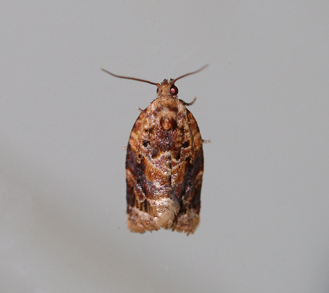 Red-banded Leafroller Moth - Argyrotaenia velutinana Total length: ~10 mm. Whitish forewing is mottled gray and reddish brown in basal and subterminal areas.<br />
<br />
Habitat: Attracted to a 395 nm light in a rural area.<br />
<br />
2020(d) Argyrotaenia,Argyrotaenia velutinana,Geotagged,Red-banded leafroller moth,Summer,United States,moth