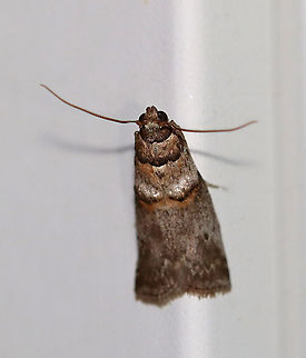 Hickory Shoot Borer - Acrobasis caryae Total length: 10 mm. Gray forewing with reddish and black bands.

Habitat: Attracted to 395 nm black lights in a semi-rural area

2020(77) Acrobasis caryae,Geotagged,Hickory shoot borer,Summer,United States,moth