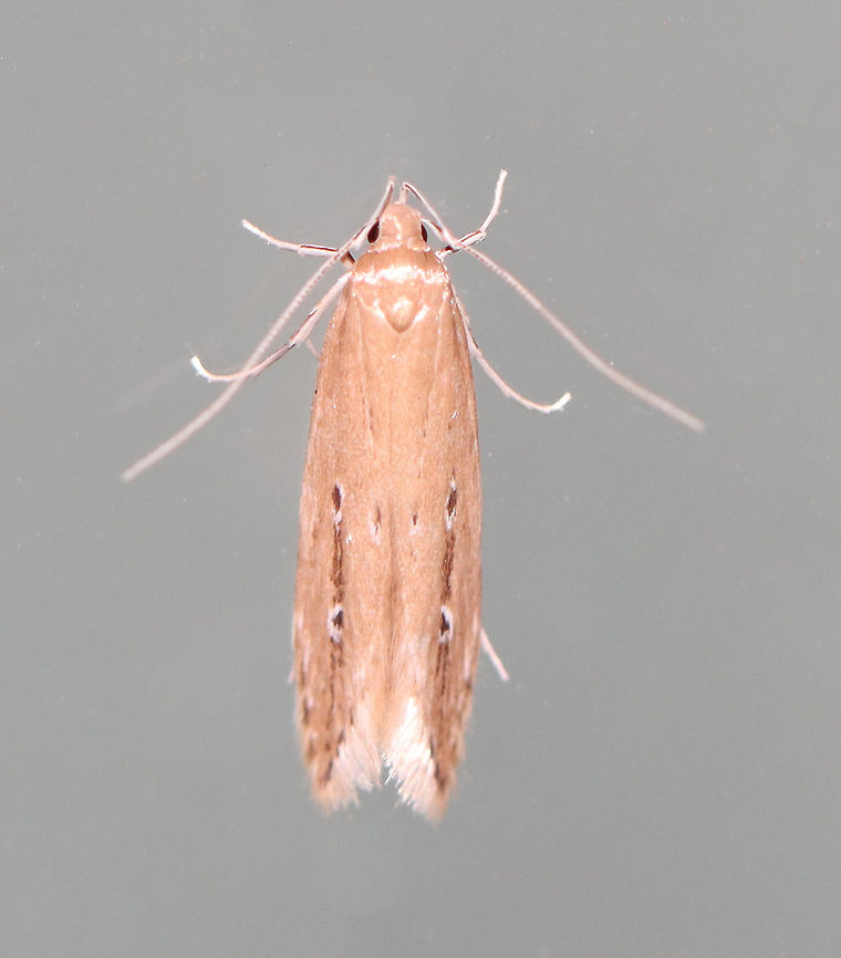 Shy Cosmet Moth - Limnaecia phragmitella WS: ~15 mm. FW shiny tan with two white-ringed dark brown dots in AM and PM areas. Hosts: Cattail (Typha sp.).<br />
<br />
Habitat: Attracted to a 395 nm LED light in a semi-rural area<br />
<br />
2020(78) Geotagged,Limnaecia phragmitella,Shy Cosmet Moth,Summer,United States,moth
