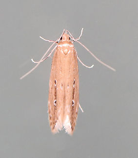 Shy Cosmet Moth - Limnaecia phragmitella WS: ~15 mm. FW shiny tan with two white-ringed dark brown dots in AM and PM areas. Hosts: Cattail (Typha sp.).

Habitat: Attracted to a 395 nm LED light in a semi-rural area

2020(78) Geotagged,Limnaecia phragmitella,Shy Cosmet Moth,Summer,United States,moth