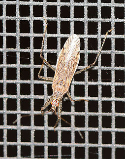 Damsel Bug - Nabis roseipennis Light brown, slender bug with slightly enlarged front femora and speckled legs.

Habitat: Attracted to a light in a semi-rural area Geotagged,Nabis,Nabis roseipennis,Summer,United States,damsel bug