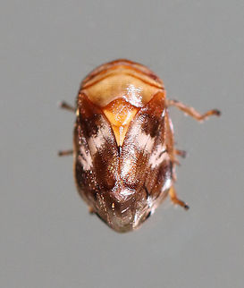Clastoptera obtusa TL: ~3 mm. 

Habitat: Attracted to a light in a semi-rural area Cerc,Clastoptera,Clastoptera obtusa,Geotagged,Summer,United States,hemiptera,spittlebug