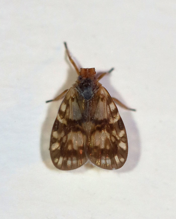 Cixiid Planthopper - Bothriocera cognita Crazy cool critter!<br />
<br />
Habitat: Attracted to a light in a semi-rural area Bothriocera,Bothriocera cognita,Cixiid,Cixiidae,Geotagged,Summer,United States,planthopper