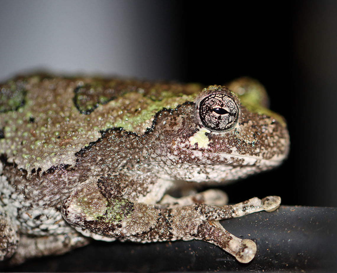Gray Tree Frog - Hyla versicolor These frogs have lived in my yard for years, but I could tell if they were Cope's or Gray Tree Frogs. I finally learned to discern their calls and have determined this to be a Gray Tree Frog. <br />
<br />
This individual LOVES my moth light. It comes to my deck at night when I have the light on and feasts. This is the look of contentment with a hint of smugness.<br />
<br />
Habitat: Hiding among potted plants; Attracted to the bugs that are attracted to a light in a semi-rural area Geotagged,Gray treefrog,Hyla,Hyla versicolor,Summer,United States,frog,gray tree frog,tree frog