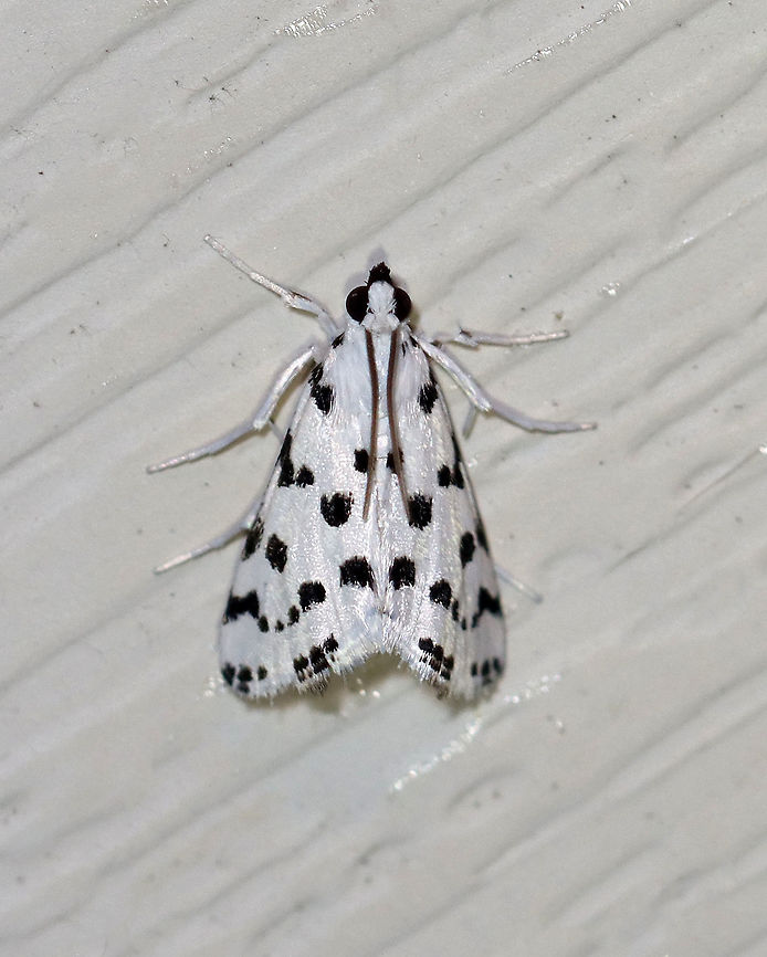 Spotted Peppergrass Moth - Eustixia pupula TL: ~8-10 mm. White FW with black dots. Black face and labial palps. Hosts: Peppergrass, cabbage, and field pennycress.<br />
<br />
Habitat: Attracted to a LED light (395 nm) in a semi-rural area<br />
<br />
2020(79) Eustixia,Eustixia pupula,Geotagged,Spotted Peppergrass Moth,Summer,United States,moth