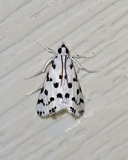 Spotted Peppergrass Moth - Eustixia pupula TL: ~8-10 mm. White FW with black dots. Black face and labial palps. Hosts: Peppergrass, cabbage, and field pennycress.

Habitat: Attracted to a LED light (395 nm) in a semi-rural area

2020(79) Eustixia,Eustixia pupula,Geotagged,Spotted Peppergrass Moth,Summer,United States,moth