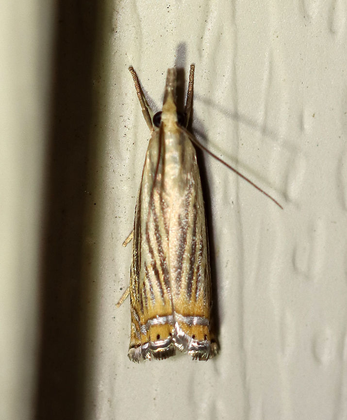 Topiary Grass-Veneer - Chrysoteuchia topiarius This beauty would not pose for me and kept hiding under the edge of the siding.<br />
<br />
TL: Shiny FW with orange beyond angled silver ST line. Dark streaks along veins. Hosts: Grasses and herbaceous plants, such as blueberry and cranberry.<br />
<br />
Habitat: Attracted to a 395 nm LED light in a semi-rural area.<br />
<br />
2020(80) Chrysoteuchia topiarius,Geotagged,Summer,Topiary Grass-Veneer,United States,moth
