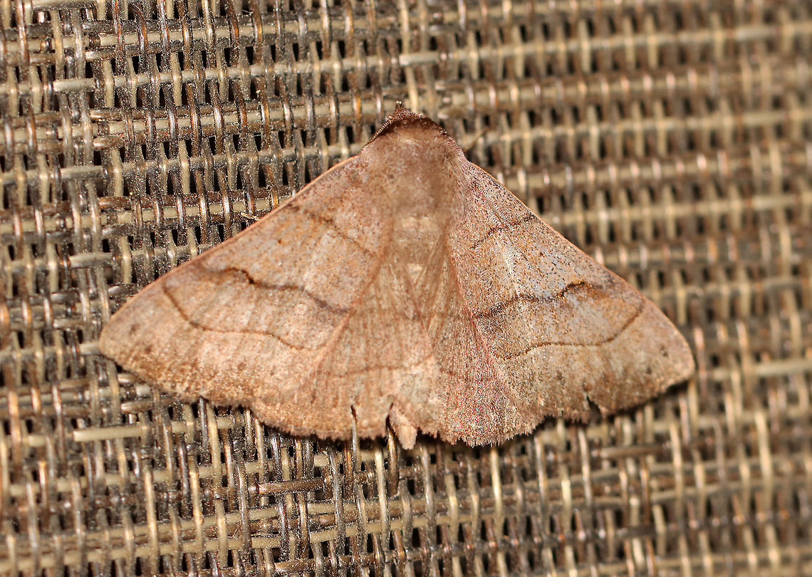 Brown Panopoda -  Panopoda carneicosta TL: ~ 25 mm. Brown FW with slightly wavy AM and PM lines that are yellow-edged. Orbicular spot is a small, black dot. Reniform spot is usually a black, L-shaped mark, but it was reduced in this individual. Hosts: Basswood, hockory. oak, and willow. Status: Common.<br />
<br />
Habitat: Attracted to LED lights (395 nm) in a semi-rural area<br />
<br />
2020(81) Brown Panopoda,Geotagged,Panopoda,Panopoda carneicosta,Summer,United States,moth