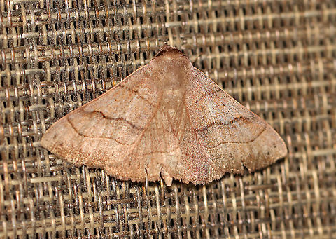 Brown Panopoda -  Panopoda carneicosta TL: ~ 25 mm. Brown FW with slightly wavy AM and PM lines that are yellow-edged. Orbicular spot is a small, black dot. Reniform spot is usually a black, L-shaped mark, but it was reduced in this individual. Hosts: Basswood, hockory. oak, and willow. Status: Common.

Habitat: Attracted to LED lights (395 nm) in a semi-rural area

2020(81) Brown Panopoda,Geotagged,Panopoda,Panopoda carneicosta,Summer,United States,moth