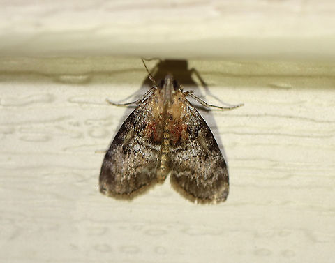 Double-humped Pococera Moth - Pococera expandens 
TL: ~15 mm. Variable species. Known to have an ochre basal patch and white scales near the inner margin. Hosts: Oak. Status: Common

Habitat: Attracted to a 365 nm light in a semi-rural area

2020(d) Geotagged,Pococera expandens,Striped oak webworm moth,Summer,United States,moth